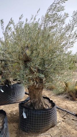 OLEA EUROPAEA BONSAI CPTM 100/120 HT200/250