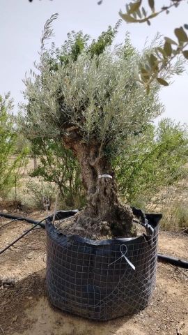 OLEA EUROPAEA BONSAI CPTM 100/120 HT200/250