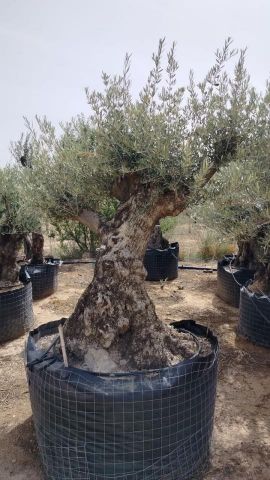 OLEA EUROPAEA BONSAI CPTM 100/120 HT200/250