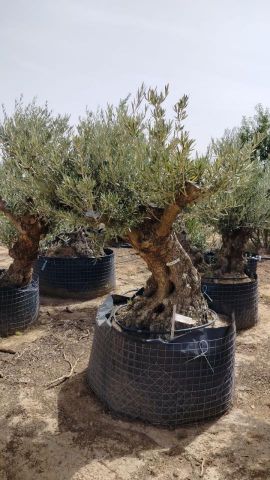 OLEA EUROPAEA BONSAI CPTM 100/120 HT200/250