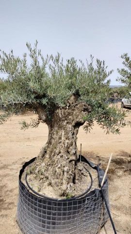 OLEA EUROPAEA BONSAI CPTM 100/120 HT200/250