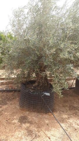 OLEA EUROPAEA BONSAI CPTM 100/120 HT200/250