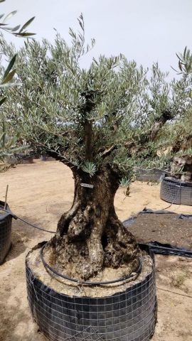 OLEA EUROPAEA BONSAI CPTM 100/120 HT200/250