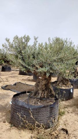 OLEA EUROPAEA BONSAI CPTM 100/120 HT200/250