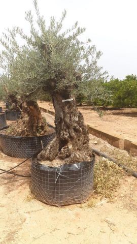 OLEA EUROPAEA BONSAI CPTM 100/120 HT200/250