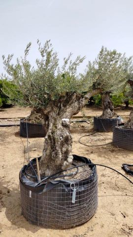 OLEA EUROPAEA BONSAI CPTM 100/120 HT200/250