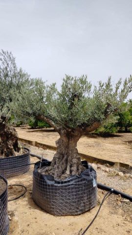 OLEA EUROPAEA BONSAI CPTM 100/120 HT200/250