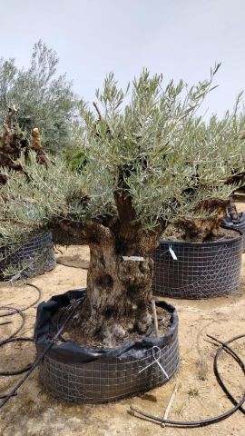 OLEA EUROPAEA BONSAI CPTM 100/120 HT200/250