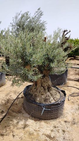 OLEA EUROPAEA BONSAI CPTM 100/120 HT200/250