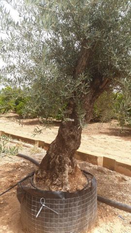 OLEA EUROPAEA BONSAI CPTM 100/120 HT200/250
