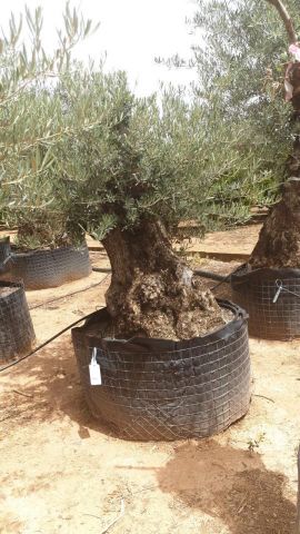 OLEA EUROPAEA BONSAI CPTM 100/120 HT200/250
