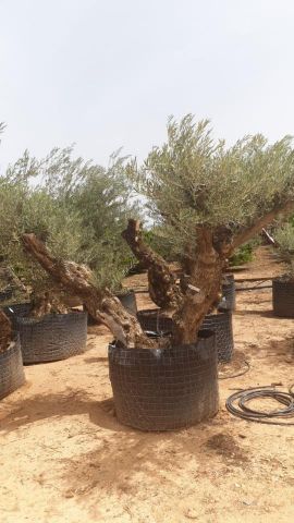 OLEA EUROPAEA BONSAI CPTM 100/120 HT200/250