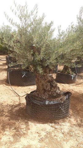 OLEA EUROPAEA BONSAI CPTM 100/120 HT200/250