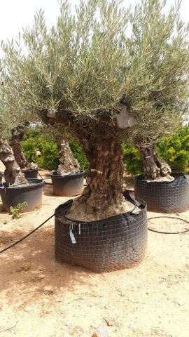 OLEA EUROPAEA BONSAI CPTM 100/120 HT200/250