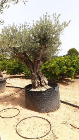 OLEA EUROPAEA BONSAI CPTM 100/120 HT200/250