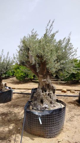 OLEA EUROPAEA BONSAI CPTM 100/120 HT200/250
