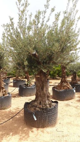 OLEA EUROPAEA BONSAI CPTM 100/120 HT200/250