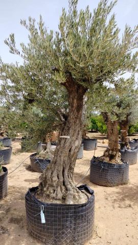 OLEA EUROPAEA BONSAI CPTM 100/120 HT200/250