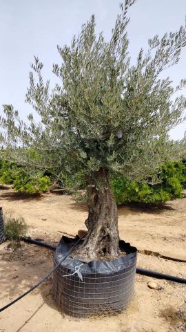 OLEA EUROPAEA BONSAI CPTM 100/120 HT200/250