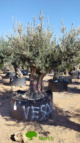 OLEA EUROPAEA BONSAI CPTM 100/120 HT200/250