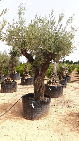 OLEA EUROPAEA BONSAI CPTM 100/120 HT200/250