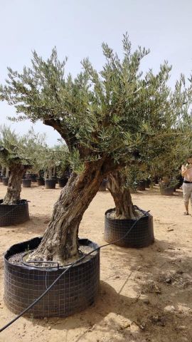 OLEA EUROPAEA BONSAI CPTM 100/120 HT200/250