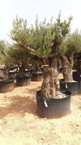 OLEA EUROPAEA BONSAI CPTM 100/120 HT200/250