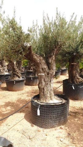 OLEA EUROPAEA BONSAI CPTM 100/120 HT200/250