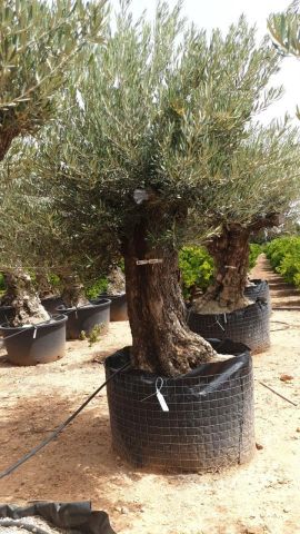 OLEA EUROPAEA BONSAI CPTM 100/120 HT200/250