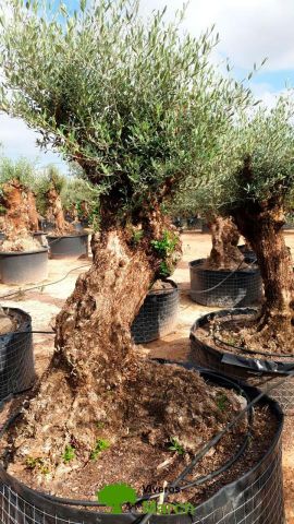 OLEA EUROPAEA BONSAI CPTM 100/120 HT200/250