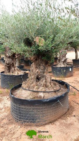 OLEA EUROPAEA BONSAI CPTM 100/120 HT200/250
