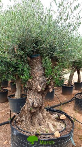 OLEA EUROPAEA BONSAI CPTM 100/120 HT200/250