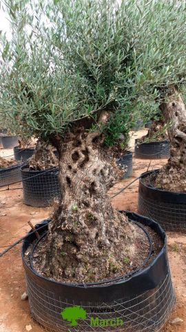 OLEA EUROPAEA BONSAI CPTM 100/120 HT200/250