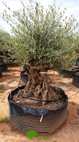 OLEA EUROPAEA BONSAI CPTM 100/120 HT200/250