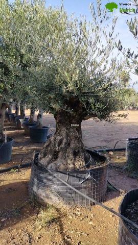 OLEA EUROPAEA BONSAI CPTM 100/120 HT200/250