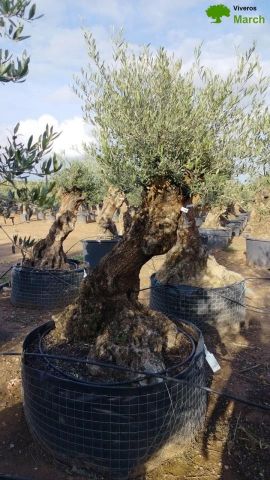 OLEA EUROPAEA BONSAI CPTM 100/120 HT200/250