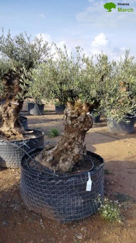 OLEA EUROPAEA BONSAI CPTM 100/120 HT200/250