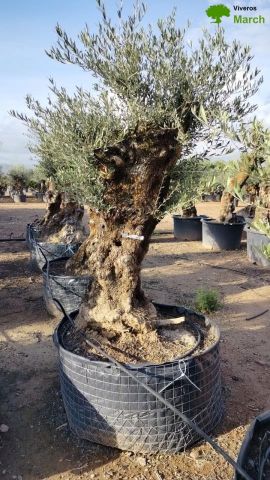 OLEA EUROPAEA BONSAI CPTM 100/120 HT200/250
