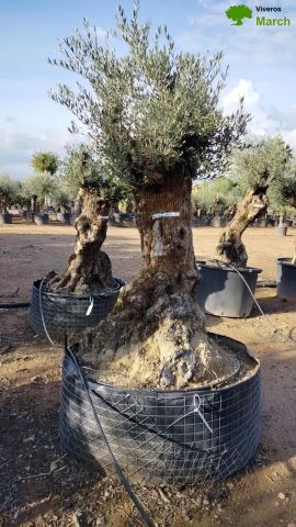 OLEA EUROPAEA BONSAI CPTM 100/120 HT200/250