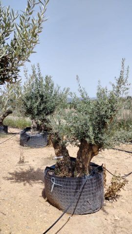 OLEA EUROPAEA BONSAI CPTM 100/120 HT200/250