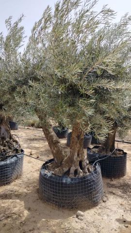 OLEA EUROPAEA BONSAI CPTM 120/140 HT200/250