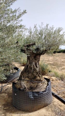 OLEA EUROPAEA BONSAI CPTM 120/140 HT200/250
