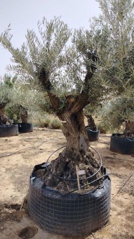 OLEA EUROPAEA BONSAI CPTM 120/140 HT200/250