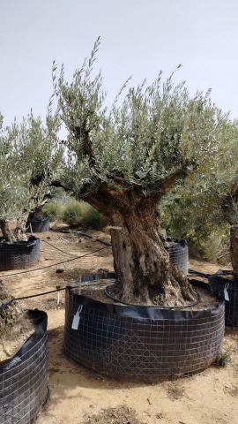 OLEA EUROPAEA BONSAI CPTM 120/140 HT200/250