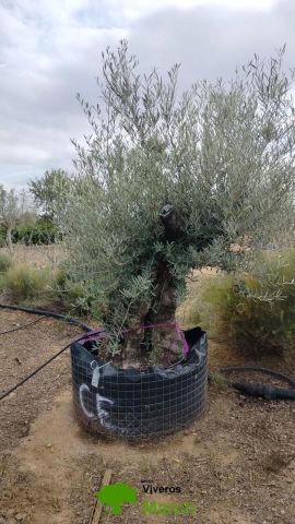 OLEA EUROPAEA BONSAI CPTM 120/140 HT200/250