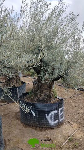 OLEA EUROPAEA BONSAI CPTM 120/140 HT200/250