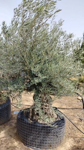 OLEA EUROPAEA BONSAI CPTM 120/140 HT200/250