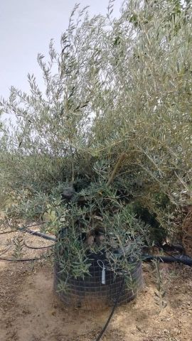OLEA EUROPAEA BONSAI CPTM 120/140 HT200/250