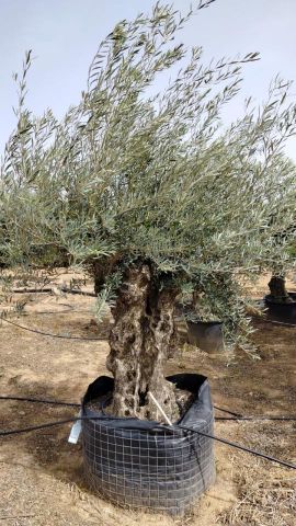 OLEA EUROPAEA BONSAI CPTM 120/140 HT200/250