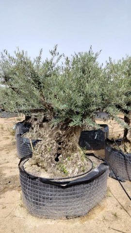 OLEA EUROPAEA BONSAI CPTM 120/140 HT200/250